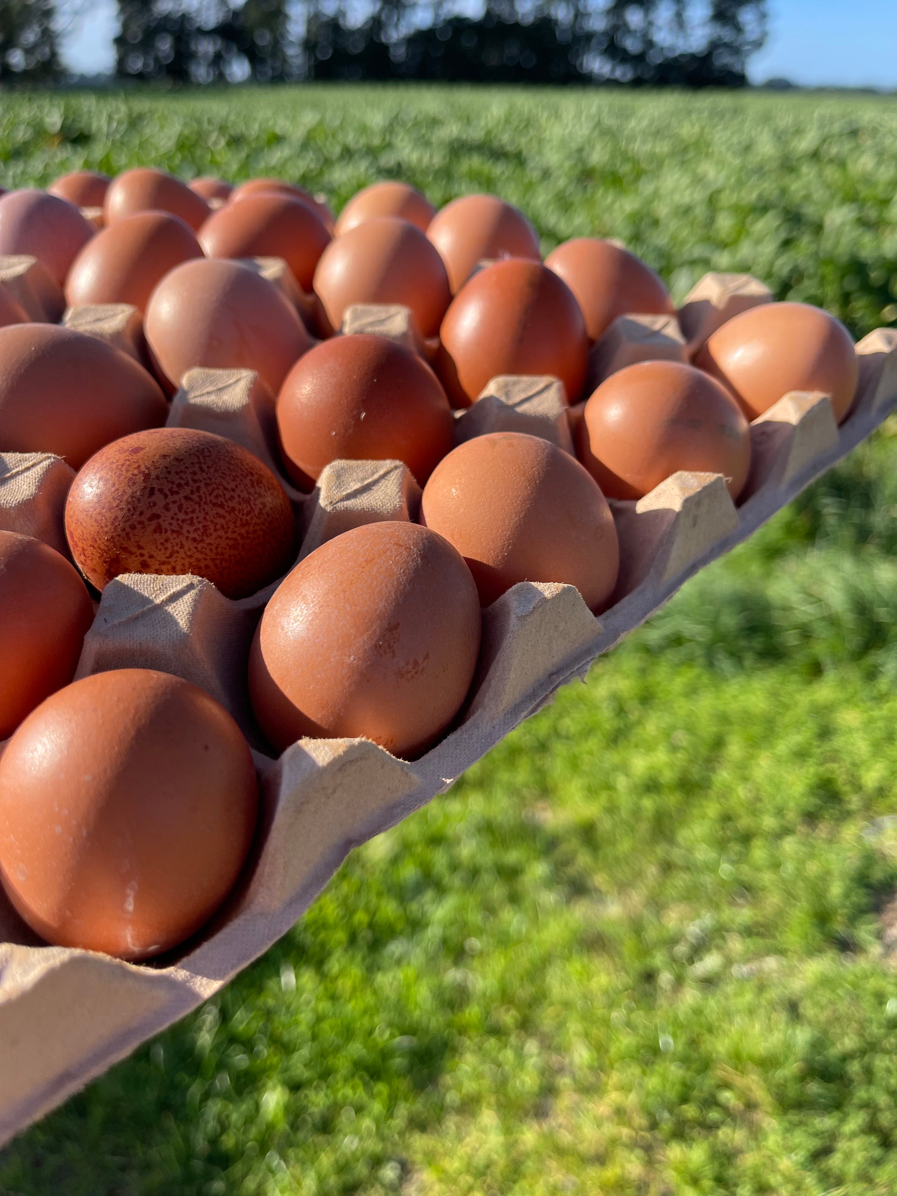 Early lay eggs